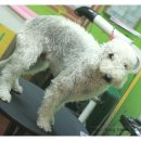 펫살롱지니 이미지