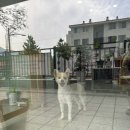 펫 달:리(Pet Dal:Li) 네이버블로그