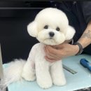 청 애견미용 네이버블로그