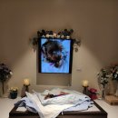 리틀포즈 반려동물 장례식장 | 김포 포포즈 반려동물 장례식장후기