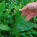 치커리(chicory) 이미지