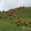 초지한우 이미지