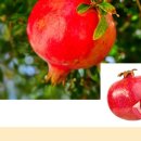 일심1로R 네이버블로그