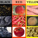 ▶ 건강백세음식색깔에 숨은 영양소 비-85 이미지