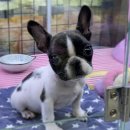 야옹아멍멍해봐(원성점) 이미지