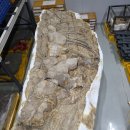 고래갈비 이미지