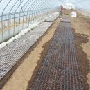 가성농장 이미지