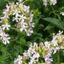 애플민트 이미지