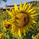 하천(유등천3) 이미지