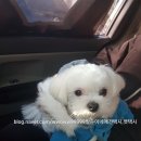 양평애견택시 이미지