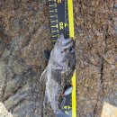 원투 피시 | 강화도 오두돈대 원투·캠낚 필수템! 힐링과 손맛을 동시에 잡는 ‘용피쉬 루어 웜’