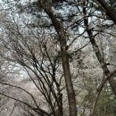 무봉리토종순대국&인생해장국 풍산점 | 석촌호수 벚꽃축제/잠실 아웃백 런치/공릉 무봉리토종순대국 서울 데이트 코스