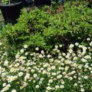 금호식당 이미지