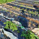 삼삼오오농장 이미지