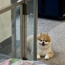 윙크펫 이미지