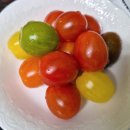 오색농장 | 농사왕재배맨 오색 방울토마토 후기