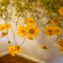 레몬향데이지 이미지