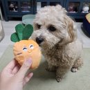 이동-5 | 강아지이동가방 내돈내산 모드니펫 말티푸 5kg 라지사이즈 솔직후기 애견가방 기내가능 이동장