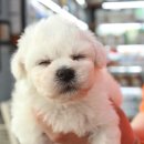 야옹아 멍멍해봐 강아지고양이 충남서산점 이미지