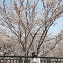 삼락강변 벚꽃 트래킹ㅎㅎ 이미지