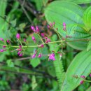 북부베트남의 꽃들 - 옥시스포라 파니쿨라타 (Oxyspora paniculata)/by Bluegull 이미지