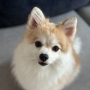 24시 양주 힐 동물의료센터 | 24시 양주 힐 동물의료센터 내돈내산/재방문의사❌