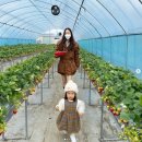 정명호농장 이미지