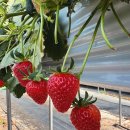 미로농장 이미지