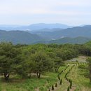 초원의 언덕 이미지