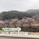 관항2리 마을회관 | 파주 밤고지마을 벚꽃 실시간 개화현황 직접 방문 후기 (이번주가 절정일듯!)