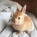 토끼발