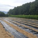 하늘농장5 이미지