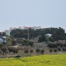 남원읍-87 | 2월 제주 | 순풍해장국, 도두봉, 귤귤스토어, 동문시장, 표선갈치조림, 훈식이네동백밭, 쇠소깍, 정방...