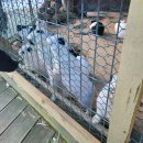 초원염소농장 | [데이트] 겨울 실외데이트 춘천 해피초원목장 : 동물체험장