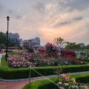 조선대학교 공과대학(1호관) | 조선대 장미축제 끝나도 아름답다