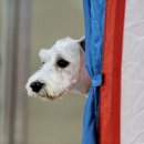 이든반려견 문화센터 이미지