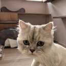 에어묘앤비 이미지