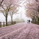 풍성의료재단 | 여의도 벚꽃 마지막 주말, 축제 끝난 뒤 오히려 한가하게 즐기는 법