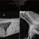 24시 코끼리동물의료센터 이미지