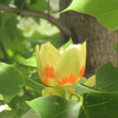 야생화편지 이미지