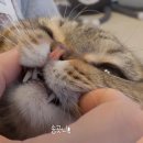 미친고양이