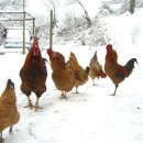 양지농장 이미지