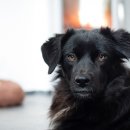 한국보청기 이미지