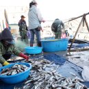 동해참전복 이미지