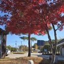 부여애견 | 애견 동반 부여여행 펫츠고 후기