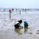 하나개해수욕장 -방갈로 뒤 | 인천 하나개 해수욕장 해루질과 조개 캐기 가이드 | 물때, 준비물, 채취 팁까지 한 번에