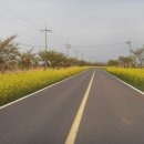 가시리 유채꽃길 이미지