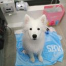 새싹 동물병원 이미지