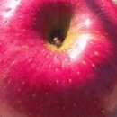 볼빨간 농원 이미지