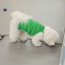 조이풀독 이미지